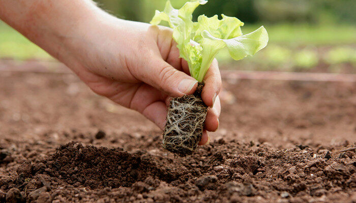智能温室通过物联网调控环境参数