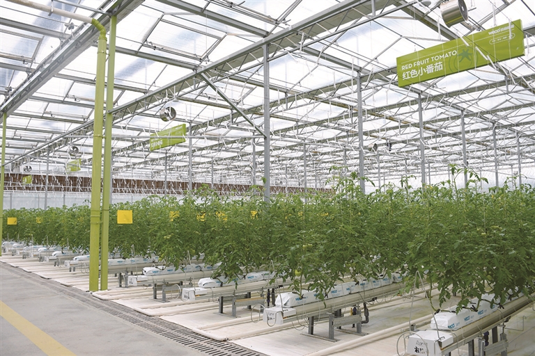 严重制约了甘蔗性状解析与分子育种进展